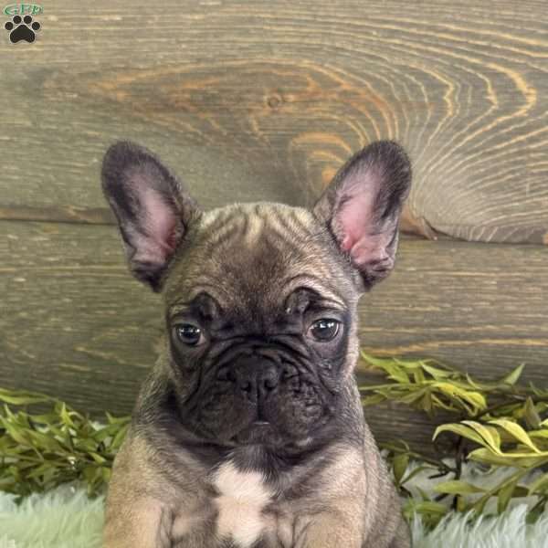 Kimmy, Frenchton Puppy