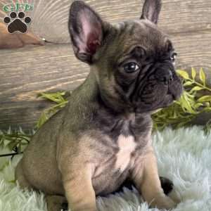 Kimmy, Frenchton Puppy