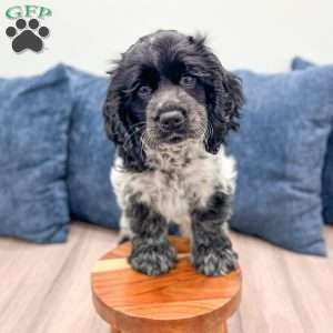 Nicki, Cocker Spaniel Puppy