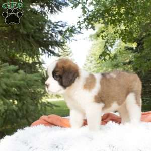 Hazel, Saint Bernard Puppy