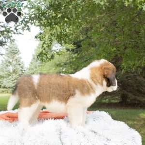 Hazel, Saint Bernard Puppy