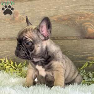 Kimmy, Frenchton Puppy