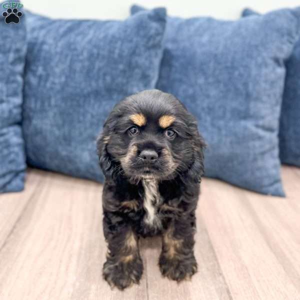 Kane, Cocker Spaniel Puppy