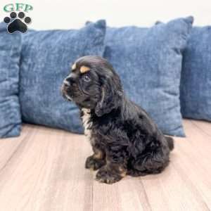 Kane, Cocker Spaniel Puppy