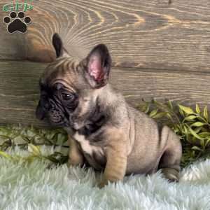 Kimmy, Frenchton Puppy