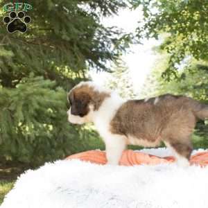 Iris, Saint Bernard Puppy