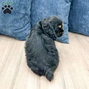 Kane, Cocker Spaniel Puppy