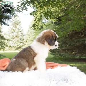 Iris, Saint Bernard Puppy