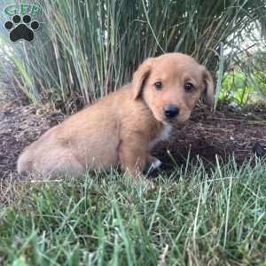 Tank, Welsh Corgi Mix Puppy