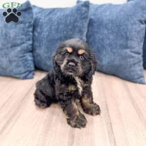 Kane, Cocker Spaniel Puppy