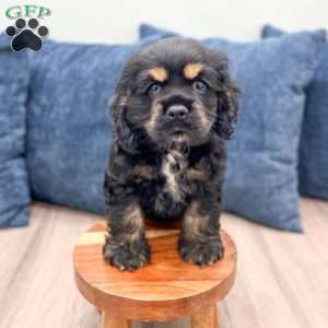 Kane, Cocker Spaniel Puppy