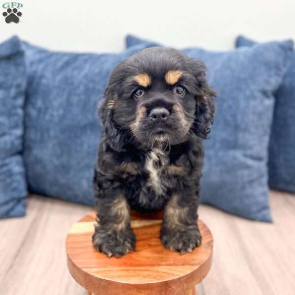 Kane, Cocker Spaniel Puppy