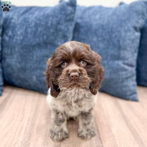 Crystal, Cocker Spaniel Puppy