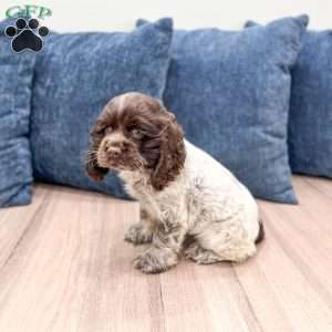 Crystal, Cocker Spaniel Puppy
