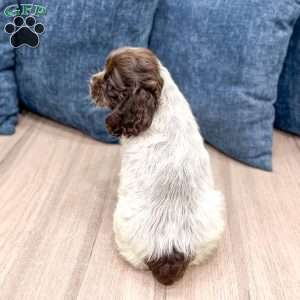 Crystal, Cocker Spaniel Puppy