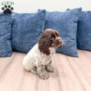 Crystal, Cocker Spaniel Puppy