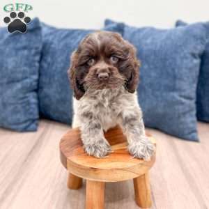 Crystal, Cocker Spaniel Puppy