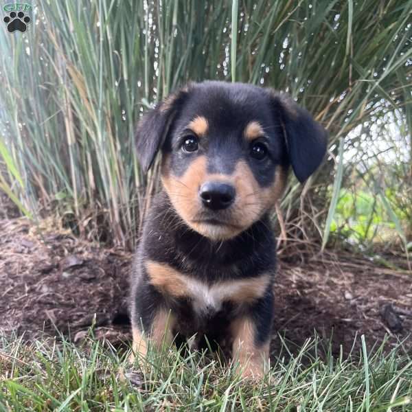 Tinker, Welsh Corgi Mix Puppy