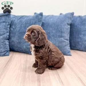 Audrey, Cocker Spaniel Puppy