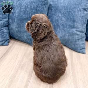 Audrey, Cocker Spaniel Puppy