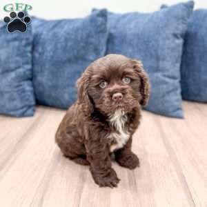 Audrey, Cocker Spaniel Puppy