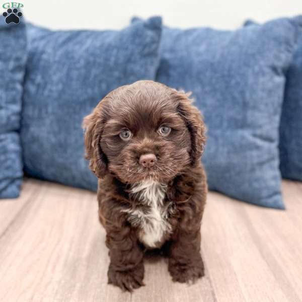 Audrey, Cocker Spaniel Puppy