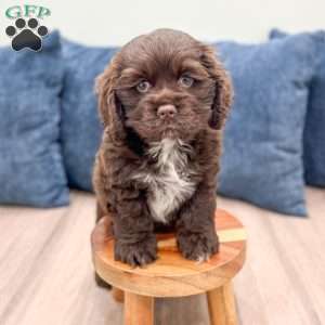Audrey, Cocker Spaniel Puppy