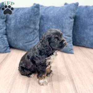 Terri, Cocker Spaniel Puppy