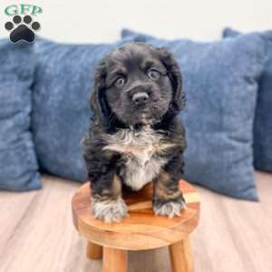 Terri, Cocker Spaniel Puppy