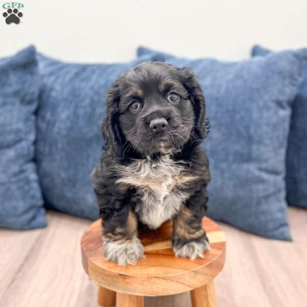 Terri, Cocker Spaniel Puppy