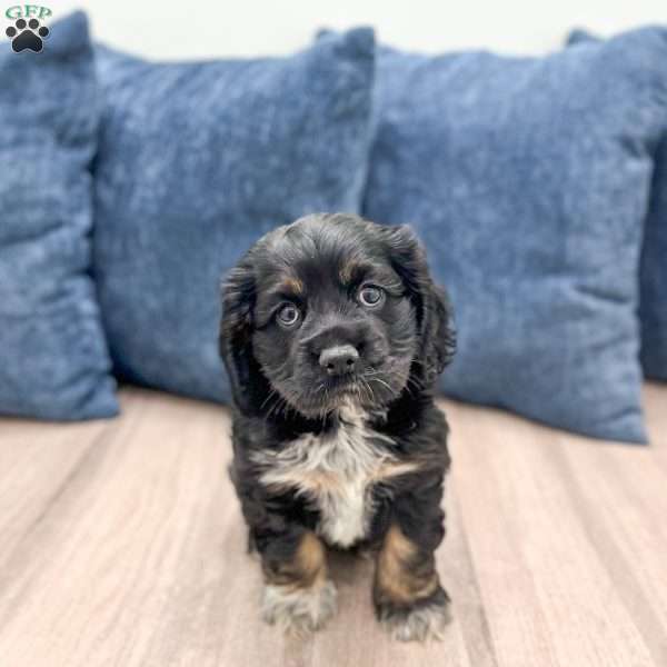Terri, Cocker Spaniel Puppy