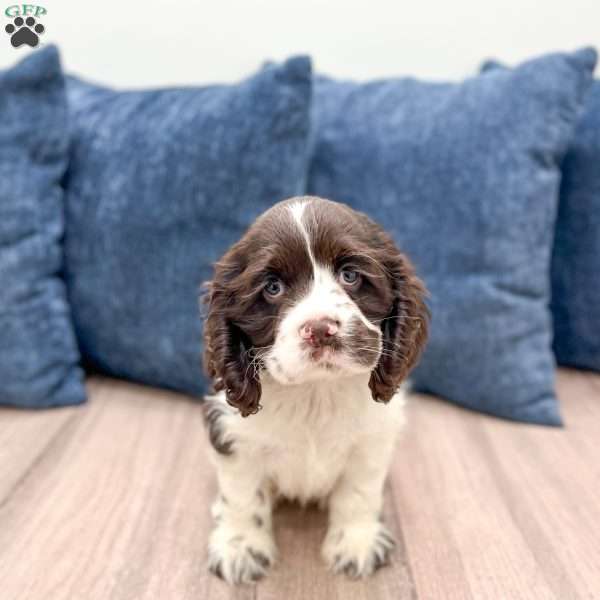Roxy, Cocker Spaniel Puppy
