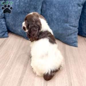 Roxy, Cocker Spaniel Puppy