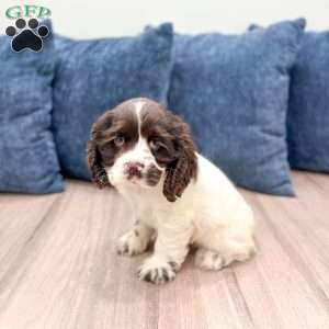 Roxy, Cocker Spaniel Puppy