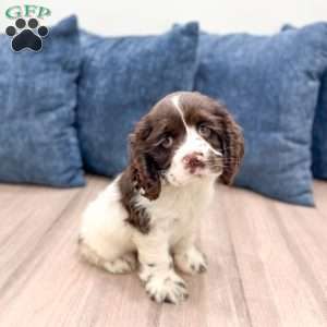 Roxy, Cocker Spaniel Puppy