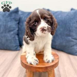 Roxy, Cocker Spaniel Puppy