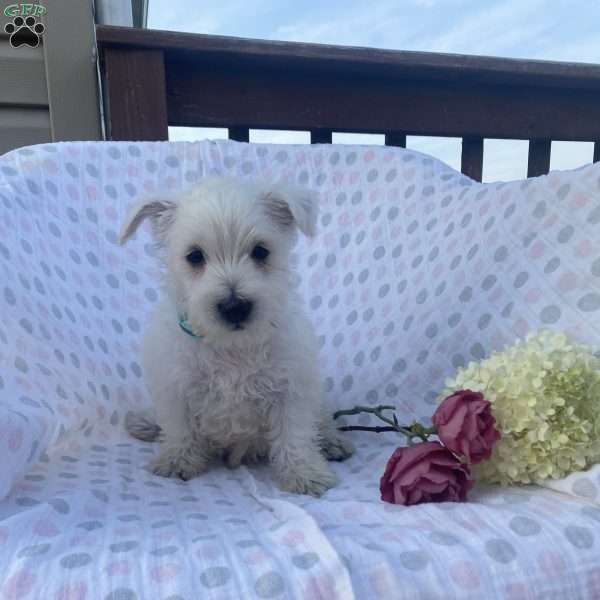 Daisy, West Highland Terrier Puppy