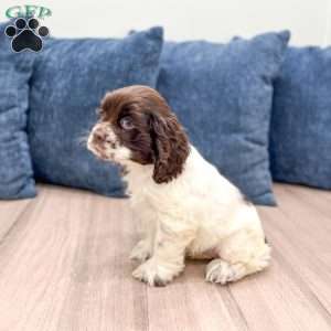 Gail, Cocker Spaniel Puppy