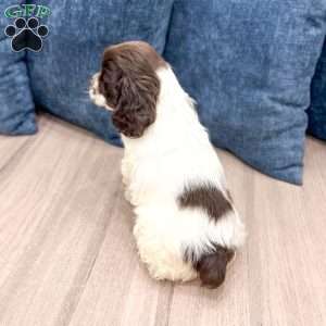 Gail, Cocker Spaniel Puppy