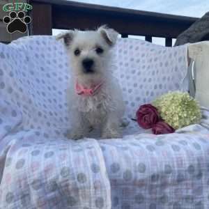 Dolly, West Highland Terrier Puppy