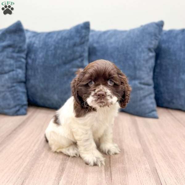 Gail, Cocker Spaniel Puppy