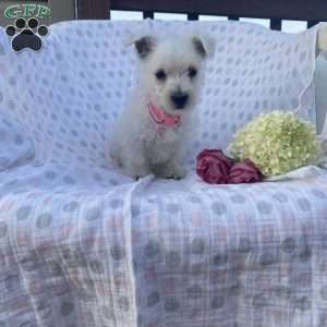 Dolly, West Highland Terrier Puppy