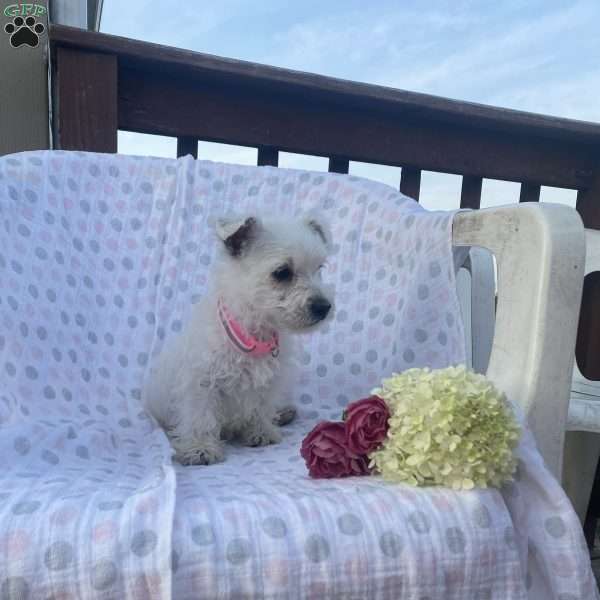 Dolly, West Highland Terrier Puppy