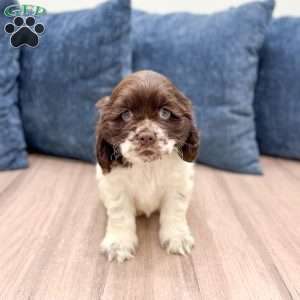 Gail, Cocker Spaniel Puppy