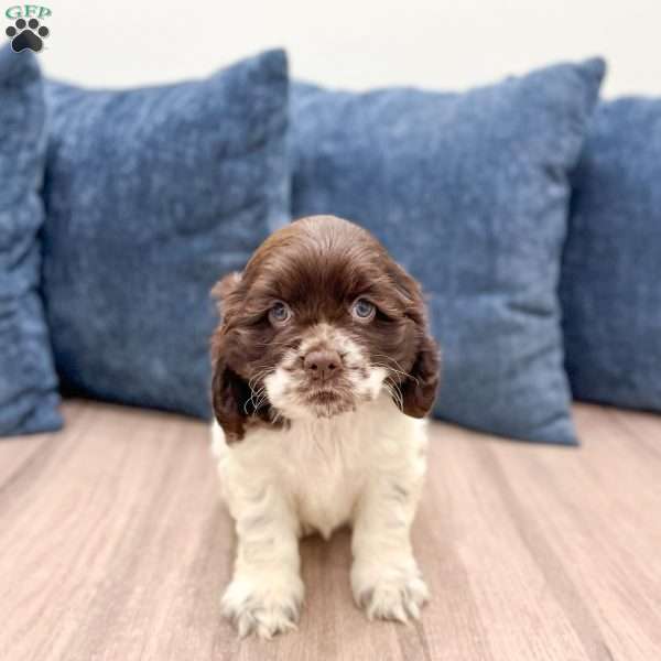 Gail, Cocker Spaniel Puppy