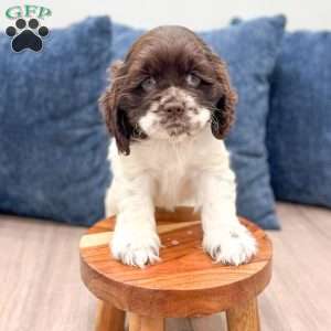 Gail, Cocker Spaniel Puppy