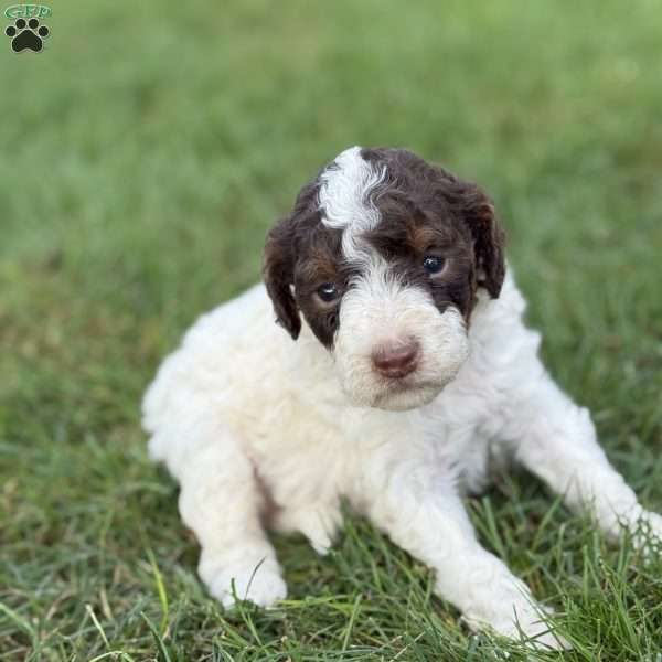 Twix, Toy Poodle Puppy