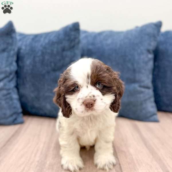 Hans, Cocker Spaniel Puppy