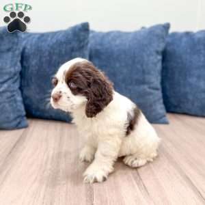 Hans, Cocker Spaniel Puppy