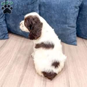 Hans, Cocker Spaniel Puppy